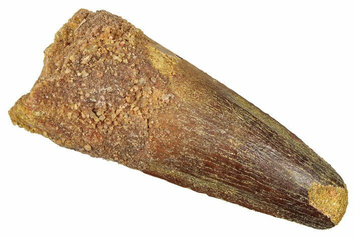 Fossil Spinosaurus Tooth - Feeding Worn Tooth #372926